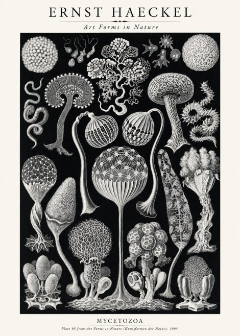 Ernst Haeckel Mycetozoa No2 - Affiche