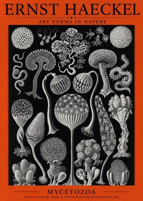 Ernst Haeckel Mycetozoa No3 - Affiche