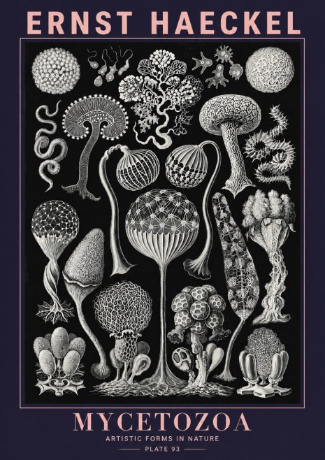 Ernst Haeckel Mycetozoa No6 - Affiche