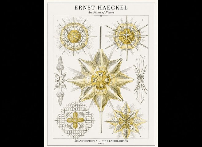 Ernst Haeckel Acanthometra - Star Radiolarians No1 - Affiche