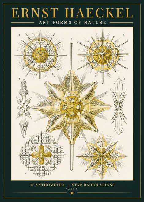 Ernst Haeckel Acanthometra - Star Radiolarians No2 - Affiche