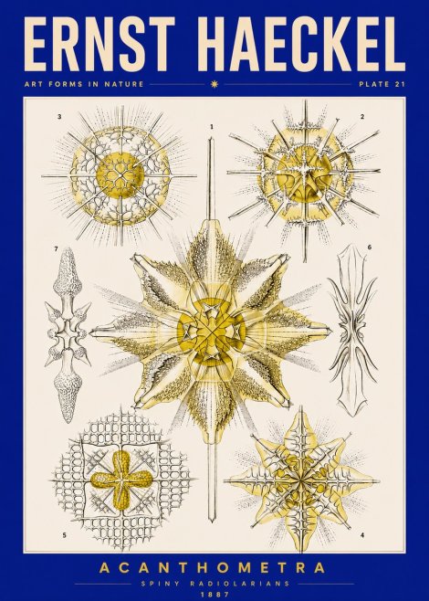Ernst Haeckel Acanthometra - Star Radiolarians No5 - Affiche