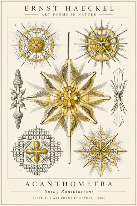 Ernst Haeckel Acanthometra - Star Radiolarians No6 - Affiche