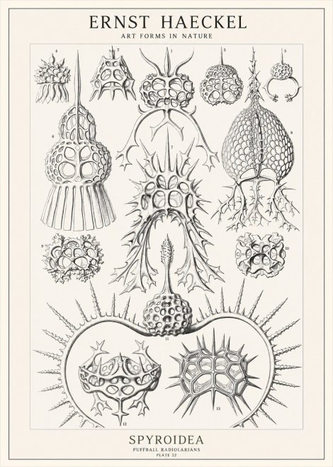 Ernst Haeckel Spyroidea - Puffball Radiolarians - Plate 22 No1 - Affiche