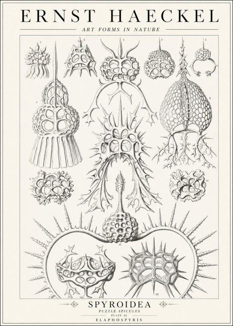 Ernst Haeckel Spyroidea - Puffball Radiolarians - Plate 22 No2 - Affiche