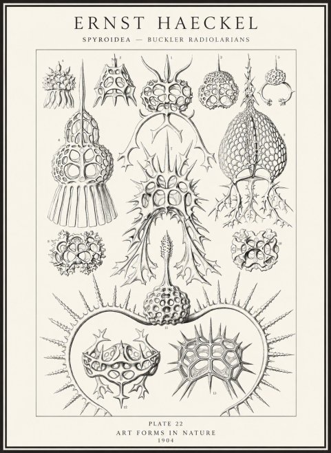 Ernst Haeckel Spyroidea - Puffball Radiolarians - Plate 22 No4 - Affiche