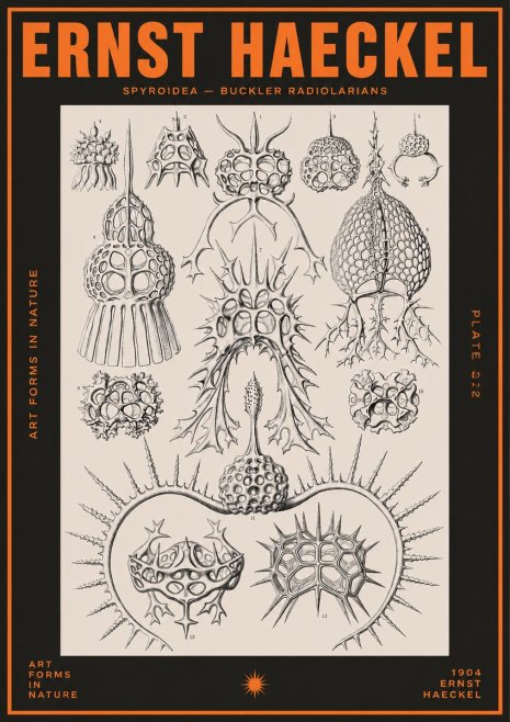 Ernst Haeckel Spyroidea - Puffball Radiolarians - Plate 22 No5 - Affiche