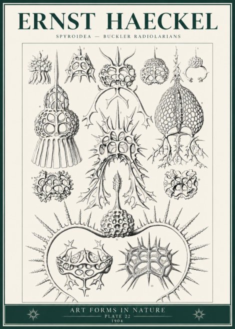 Ernst Haeckel Spyroidea - Puffball Radiolarians - Plate 22 No6 - Affiche