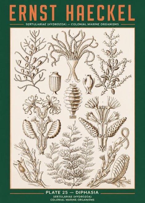 Ernst Haeckel Sertulariidae No3 - Affiche