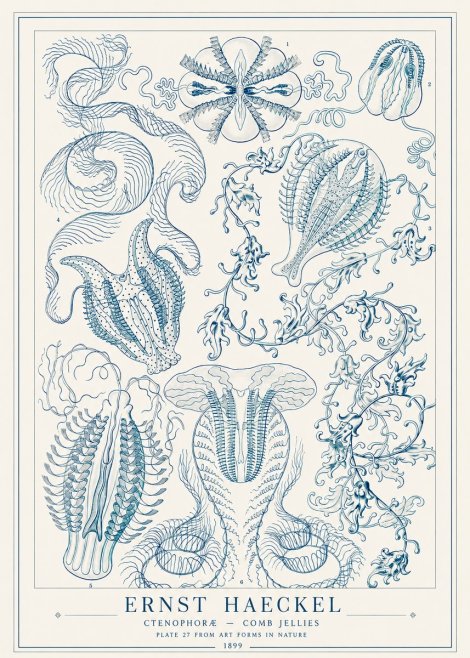Ernst Haeckel Ctenophoræ – Comb Jellies No1 - Affiche