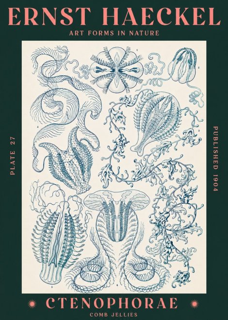 Ernst Haeckel Ctenophoræ – Comb Jellies No3 - Affiche
