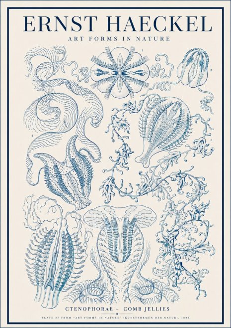 Ernst Haeckel Ctenophoræ – Comb Jellies No4 - Affiche