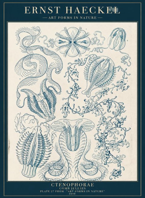 Ernst Haeckel Ctenophoræ – Comb Jellies No5 - Affiche