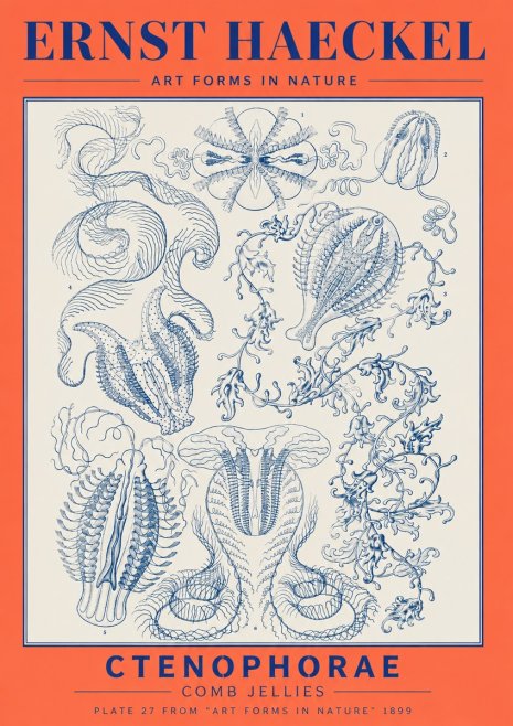 Ernst Haeckel Ctenophoræ – Comb Jellies No6 - Affiche
