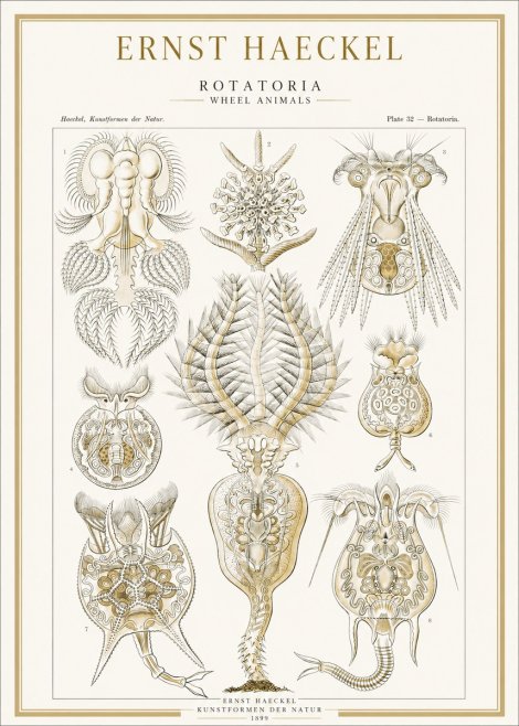 Ernst Haeckel Rotatoria - Wheel Animals No1 - Affiche