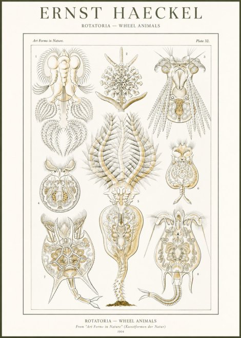 Ernst Haeckel Rotatoria - Wheel Animals No2 - Affiche