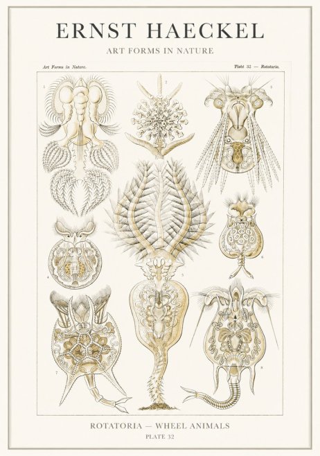 Ernst Haeckel Rotatoria - Wheel Animals No3 - Affiche