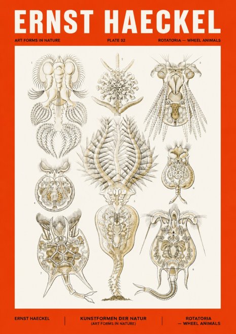 Ernst Haeckel Rotatoria - Wheel Animals No4 - Affiche