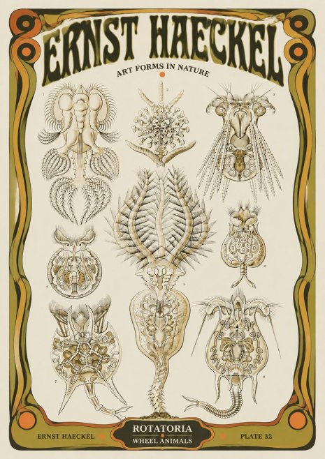 Ernst Haeckel Rotatoria - Wheel Animals No5 - Affiche
