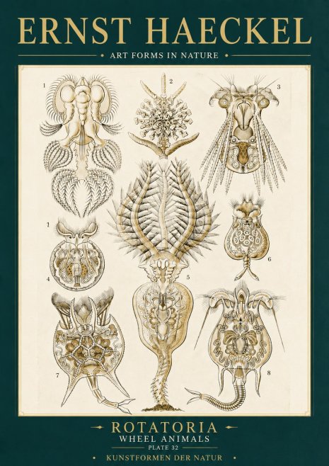 Ernst Haeckel Rotatoria - Wheel Animals No6 - Affiche