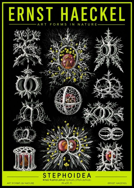 Ernst Haeckel Stephoidea No2 - Affiche