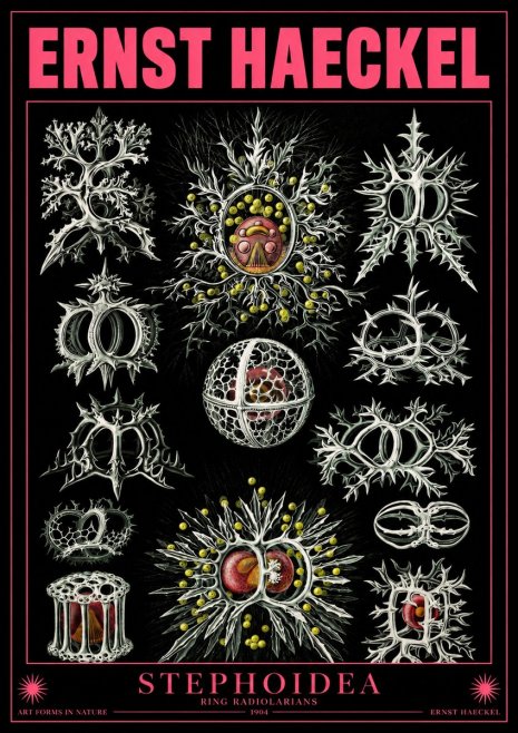 Ernst Haeckel Stephoidea No4 - Affiche