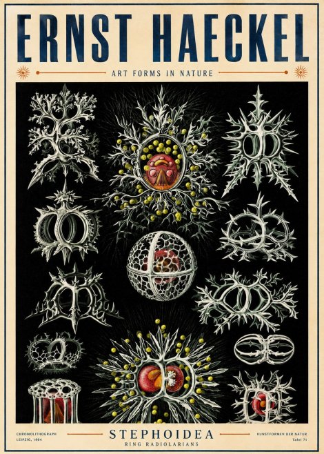 Ernst Haeckel Stephoidea No5 - Affiche
