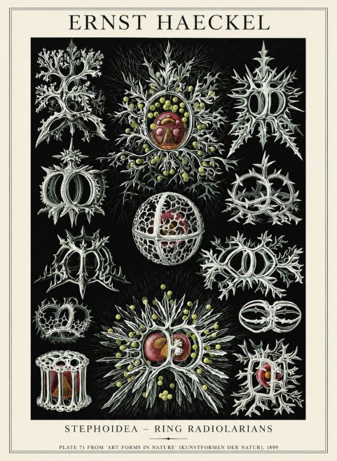 Ernst Haeckel Stephoidea No6 - Affiche