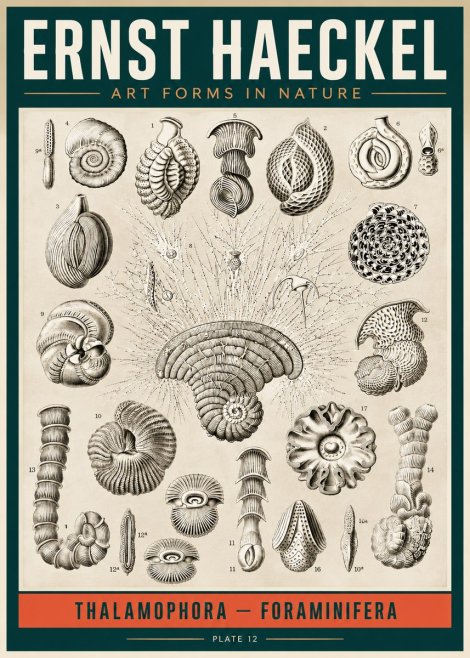 Ernst Haeckel Thalamophora – Foraminifera Plate 12 No2 - Affiche