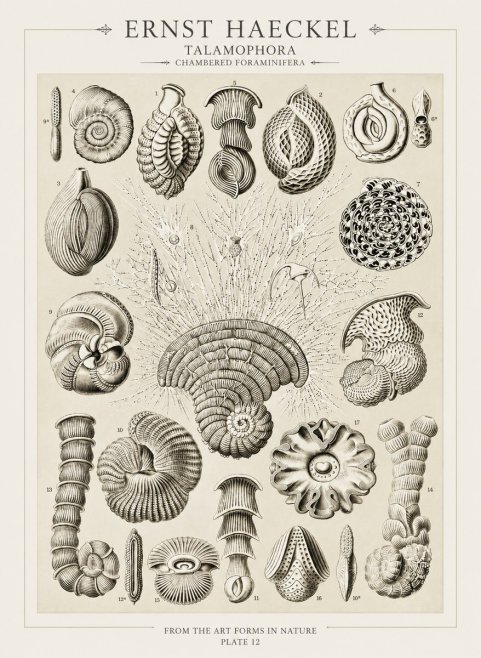 Ernst Haeckel Thalamophora – Foraminifera Plate 12 No3 - Affiche