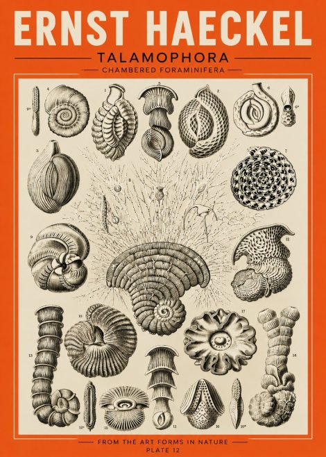 Ernst Haeckel Thalamophora – Foraminifera Plate 12 No5 - Affiche