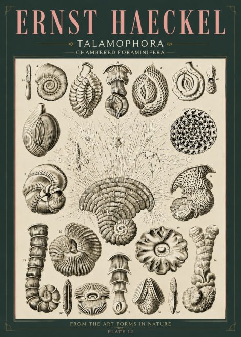 Ernst Haeckel Thalamophora – Foraminifera Plate 12 No6 - Affiche