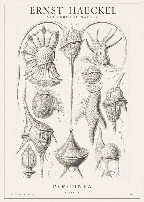 Ernst Haeckel Peridinea No1 - Affiche