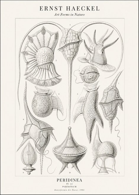 Ernst Haeckel Peridinea No2 - Affiche