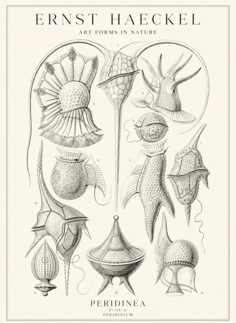 Ernst Haeckel Peridinea No3 - Affiche