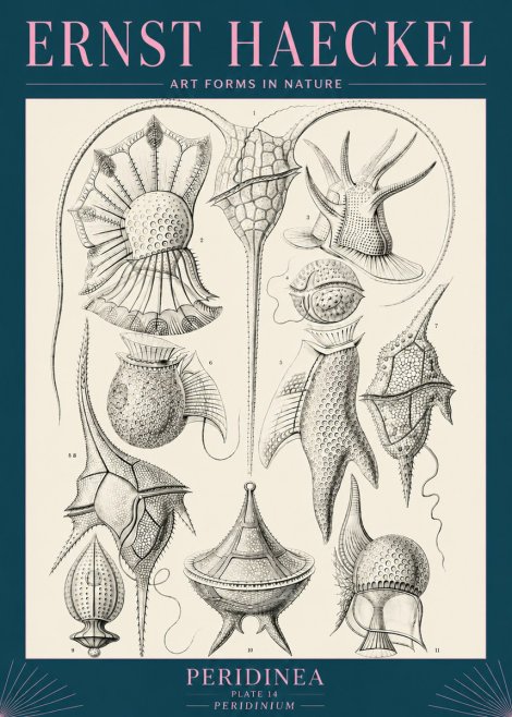 Ernst Haeckel Peridinea No5 - Affiche