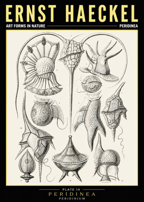 Ernst Haeckel Peridinea No6 - Affiche
