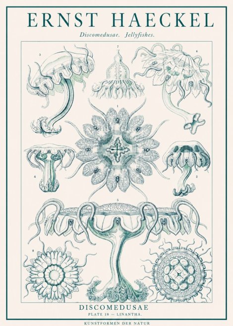 Ernst Haeckel Discomedusae. Jellyfishes. No1 - Affiche