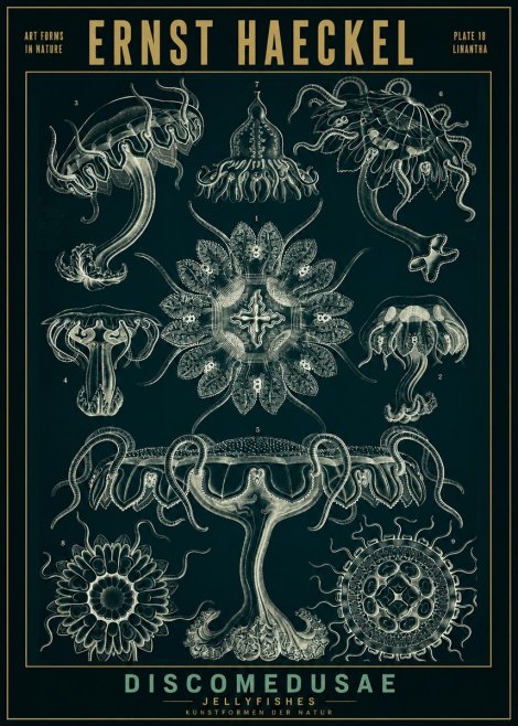 Ernst Haeckel Discomedusae. Jellyfishes. No2 - Affiche