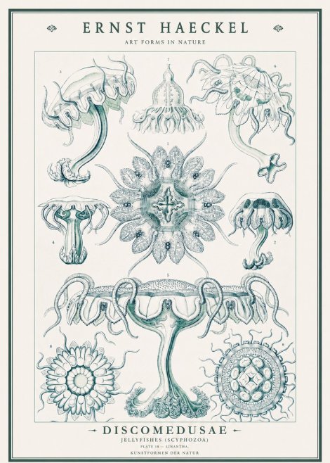 Ernst Haeckel Discomedusae. Jellyfishes. No3 - Affiche