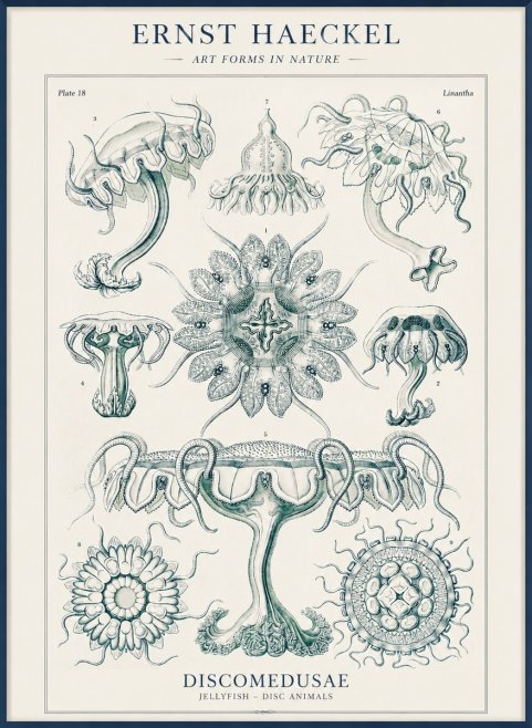 Ernst Haeckel Discomedusae. Jellyfishes. No4 - Affiche