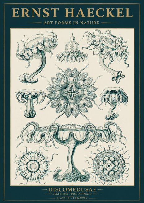 Ernst Haeckel Discomedusae. Jellyfishes. No5 - Affiche
