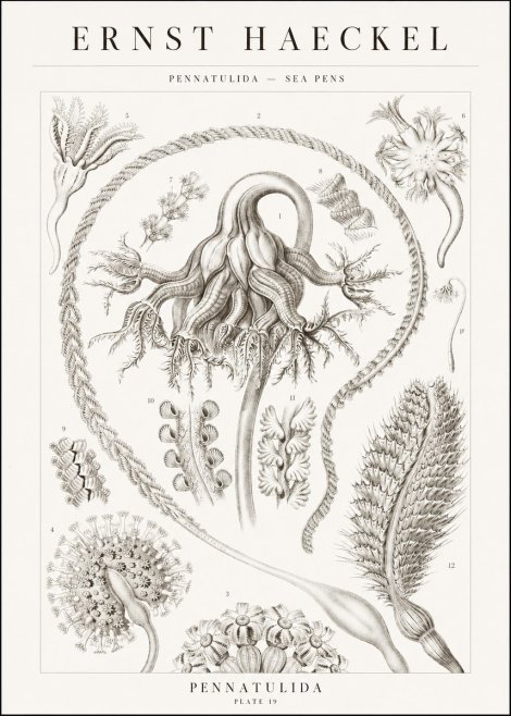 Ernst Haeckel Pennatulida - Sea Pens No1 - Affiche