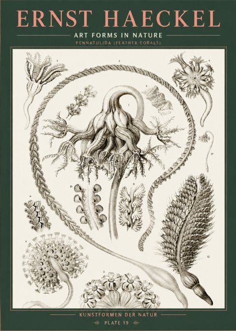 Ernst Haeckel Pennatulida - Sea Pens No5 - Affiche