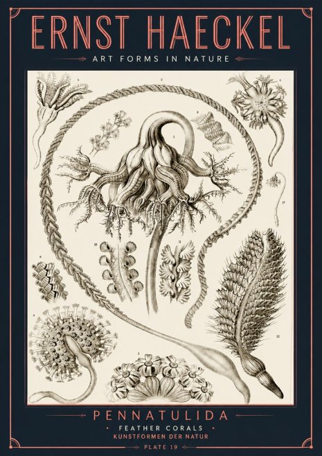 Ernst Haeckel Pennatulida - Sea Pens No6 - Affiche