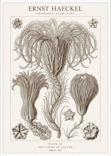 Ernst Haeckel Crinoidea - Palm Lilies No1 - Affiche