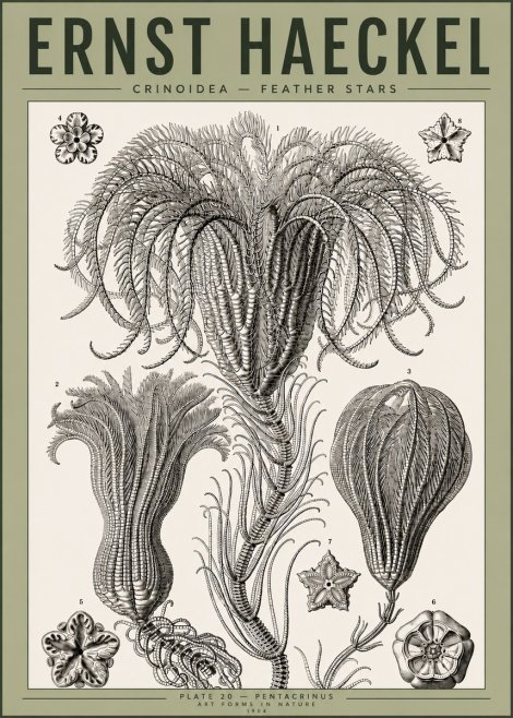 Ernst Haeckel Crinoidea - Palm Lilies No4 - Affiche