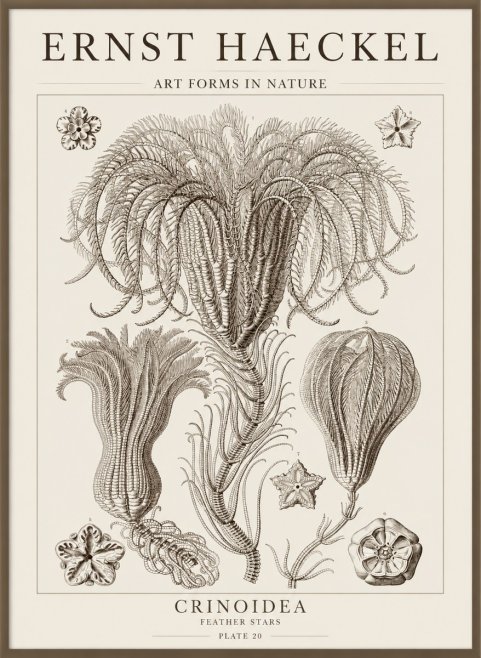 Ernst Haeckel Crinoidea - Palm Lilies No5 - Affiche