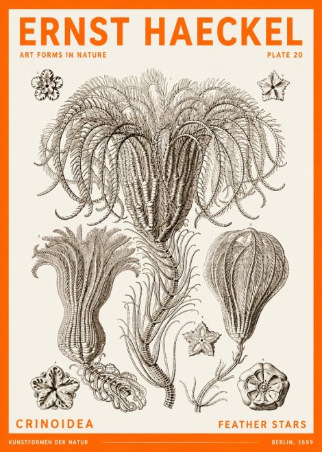 Ernst Haeckel Crinoidea - Palm Lilies No6 - Affiche