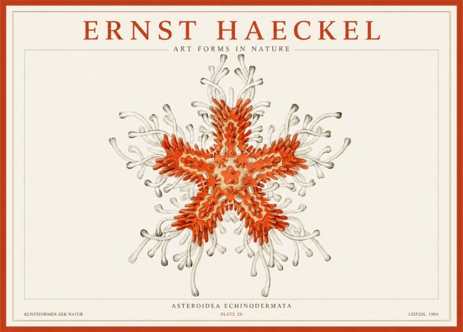 Ernst Haeckel Asteroidea Echinodermata Plate 28 No1 - Affiche